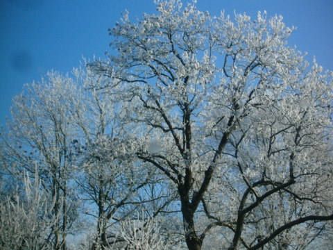 Frozen tree 2.JPG